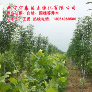 10公分法桐山東淄博法桐2014年3月價格