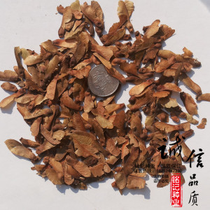 供應青楓樹種子 青楓種子 嫁接紅楓羽毛楓為主要鉆木