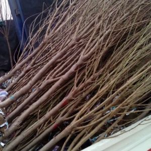 龍柱碧桃，龍柱碧桃批發，山東龍柱碧桃