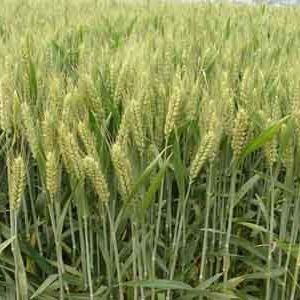 岱岳優質小麥