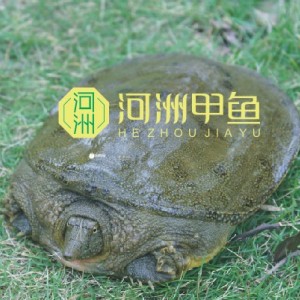 漢壽甲魚｜甲魚價格｜甲魚批發