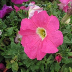 供應(yīng)【廠家直銷】青州矮牽牛 濰坊矮牽牛 山東矮牽牛