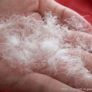 批發90%水洗白鴨絨，90白鴨絨。90/10鴨絨