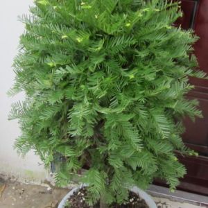 福州紅豆杉 福州紅豆杉盆景