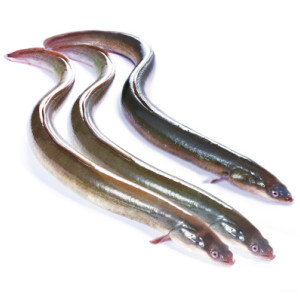 一統領鮮太湖河鰻