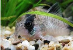 熱帶淡水觀賞魚，白老鼠、花老鼠