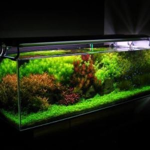 魚缸專業清洗維護