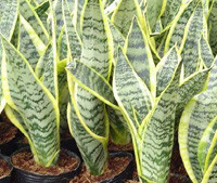 辦公盆栽 虎皮蘭批發(fā) 防輻射