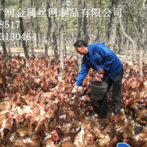 圈山養雞用圍欄網的重要性 廠家直銷