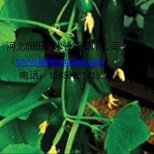 高邑縣大棚黃瓜膜下滴灌技術(shù) 首部過濾系統(tǒng)