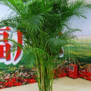 佛山花木租擺 佛山盆栽租擺 佛山綠植租擺 佛山花卉租擺