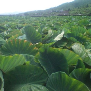 長汀涂坊擯榔芋