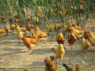 天仙硐土鳳凰雞1