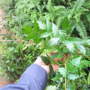 野生特級 藤茶 茅巖霉茶 莓茶 白茶 咽炎奇效 特價