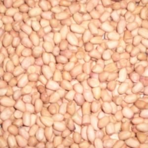 大量供應白沙花生米