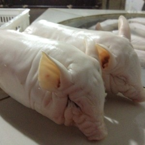 廣東恒豐新鮮乳豬