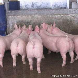 4%豬用預(yù)混合飼料
