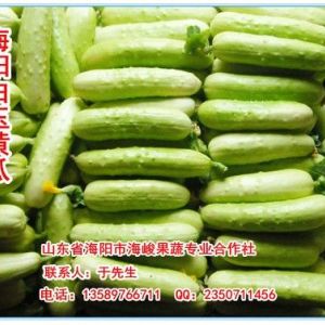 供應海陽特產白玉黃瓜