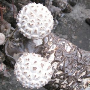 出售整箱菌棒（FS-135）