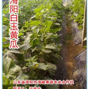 供應海陽特產白黃瓜