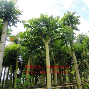 漳州火焰木、火焰木農戶直供、一線價格供應火焰木