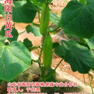 海陽白黃瓜