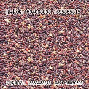 江蘇哪里的蠅蛆種苗質量好