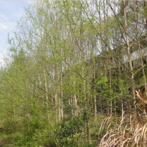 供應銀杏樹苗7-22CM，量大從優