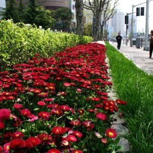 【新設計】青島花卉景觀設計煙臺花卉景觀設計威海花卉景觀設計