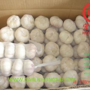 山東純白大蒜 購銷 批發