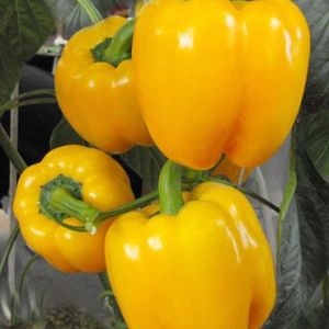 靈沼農業 七彩椒 彩色辣椒 彩色大辣椒 五彩椒 西安蔬菜配送