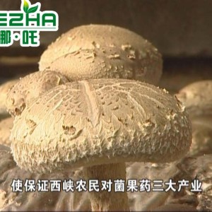 西峽香菇 Fresh mushrooms 鮮花菇 中菇