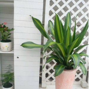 中小型觀葉植物-金心也門鐵