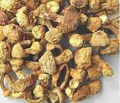 批發零售大山合野生食用菌，南北干貨，干姬松茸，高營養抗癌