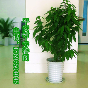 供應(yīng)重慶寫字樓植物租擺