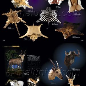 動物標(biāo)本，標(biāo)本，動物皮毛