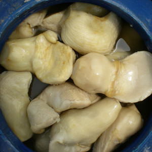 供應鹽漬百靈菇內銷統貨花菇