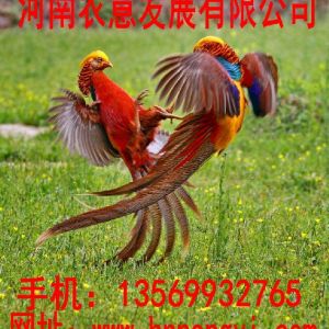 上海紅腹錦雞養殖，上海紅腹錦雞價格，上海紅腹錦雞苗