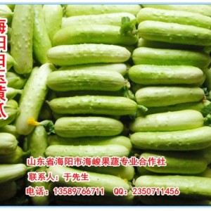 供應海陽特產白黃瓜