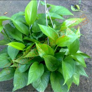 現(xiàn)貨供應(yīng)銀海牌綠蘿吊蘭