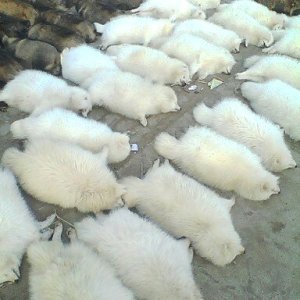 河北省特種皮毛養(yǎng)殖基地