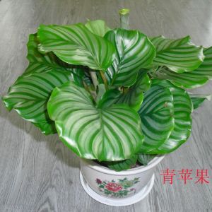 植物租賃 盆景花卉租擺 綠化養(yǎng)護(hù) 藝術(shù)插花 鮮花速遞