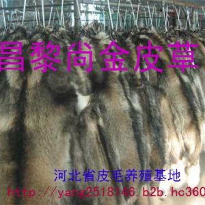 貉子狐貍皮優質幼崽種貉大量供應
