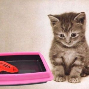 防濺蓋半封閉式 PP優質貓砂盤/貓廁所 附送貓砂鏟