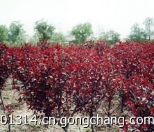 河北苗木營養的積累與光照