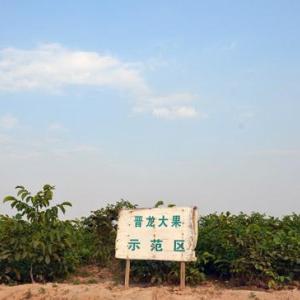 晉龍大果核桃的價格