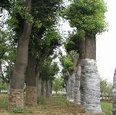 木瓜樹市場價格 木瓜樹最新價格 木瓜樹今日特價