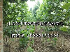 供應20公分的法桐-山東速生法桐小苗