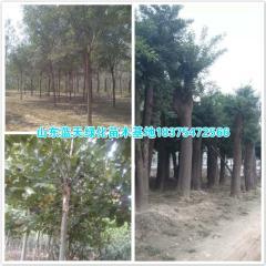 10公分國(guó)槐價(jià)格