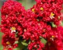 美國(guó)紅火箭紫薇